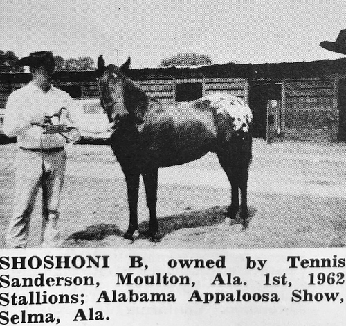 shoshoni b