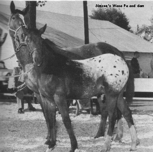 simcoeswanapaasfoal