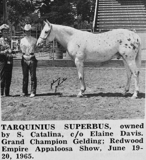 tarquinius superbus