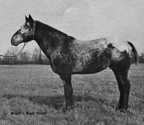 wapitis black diablo