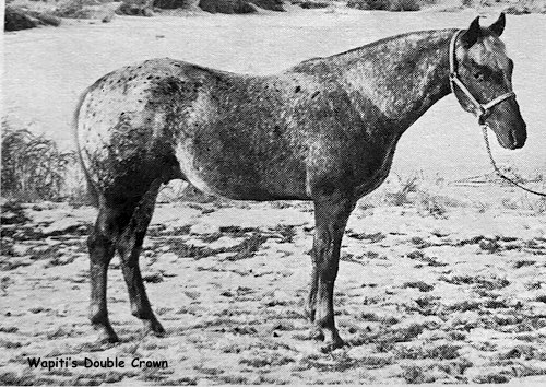 wapitis double crown