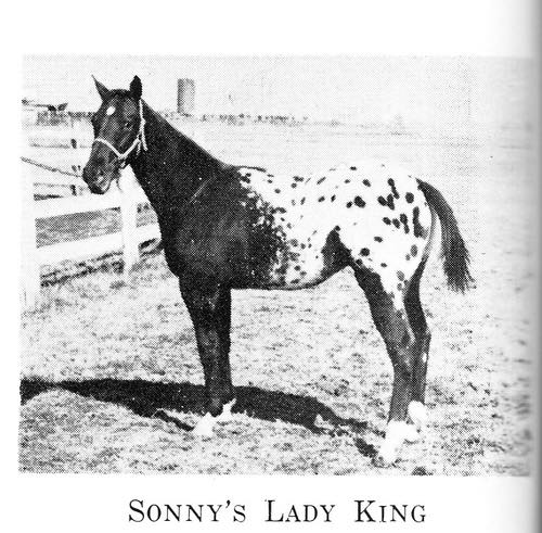 SonnysLadyKing