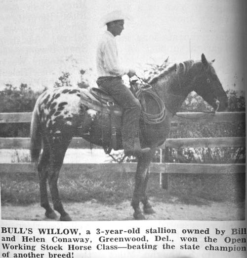 bulls willow