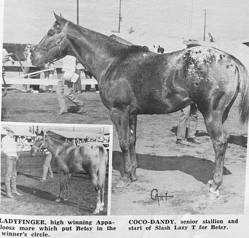 ladyfinger coco dandy