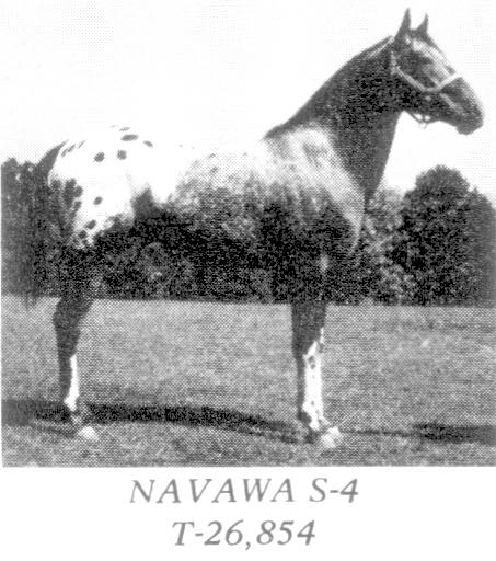 navawa2