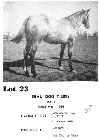 beaudogt2893