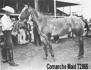 comanchemaidt2865a