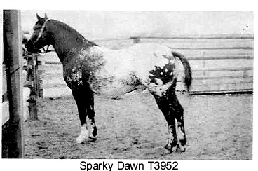 sparkydawnt3952