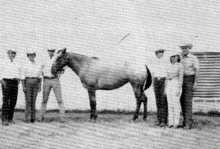 ComanchePixieBritches