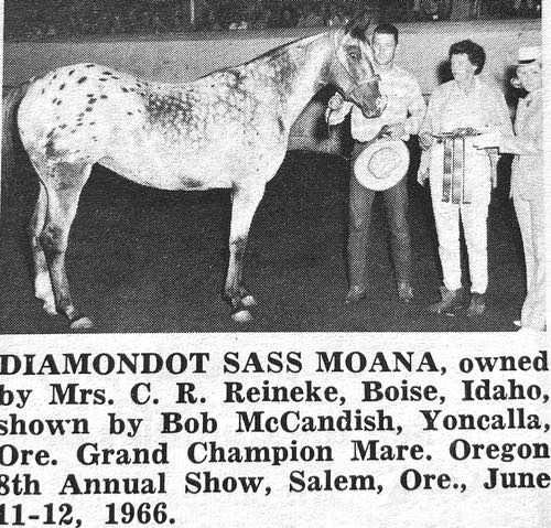 diamondot sass moana