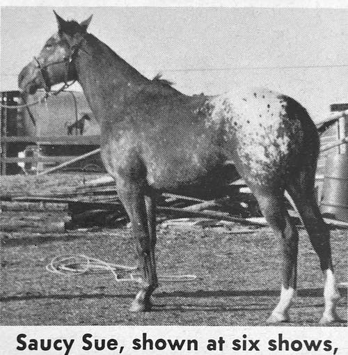 saucy sue 2
