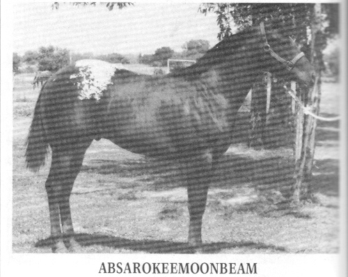 AbsarokeeMoonbeam