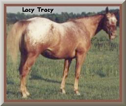 LacyTracy