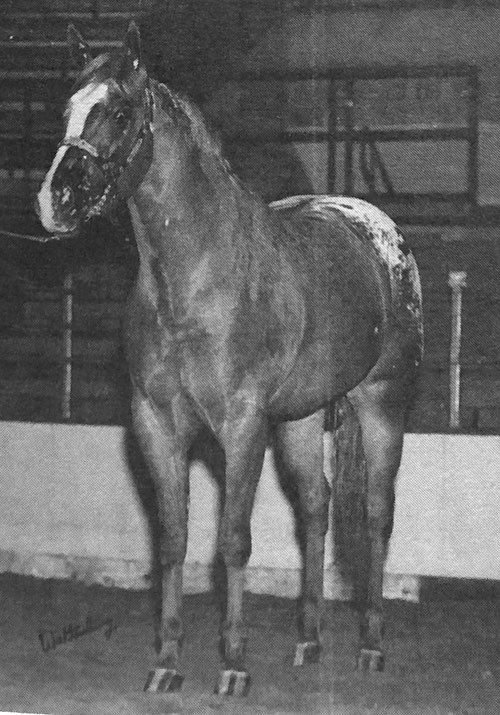 abdulls lady roxanne