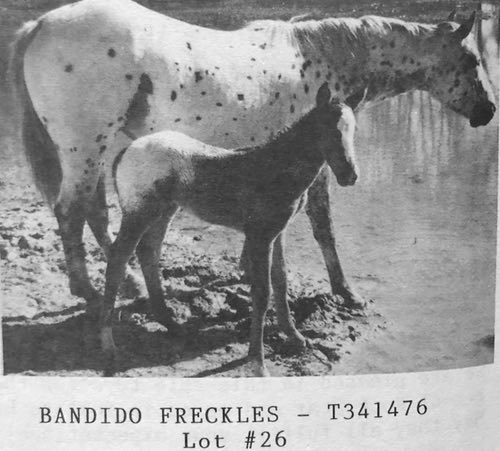 bandido freckles