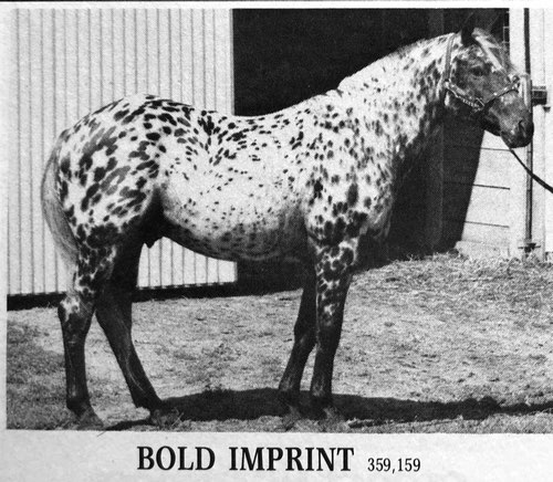 boldimprint