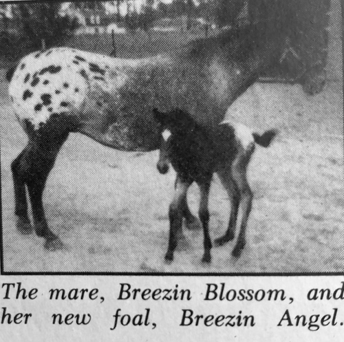 breezin blossom/angel