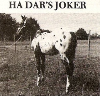 hadarsjoker