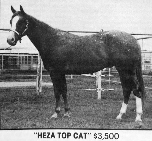 heza top cat