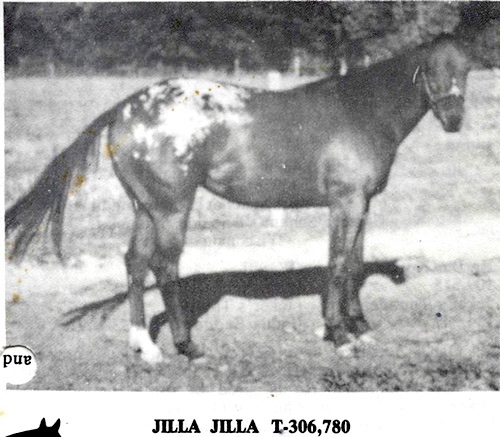 jillajilla