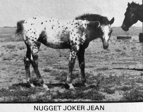 nugget joker jean