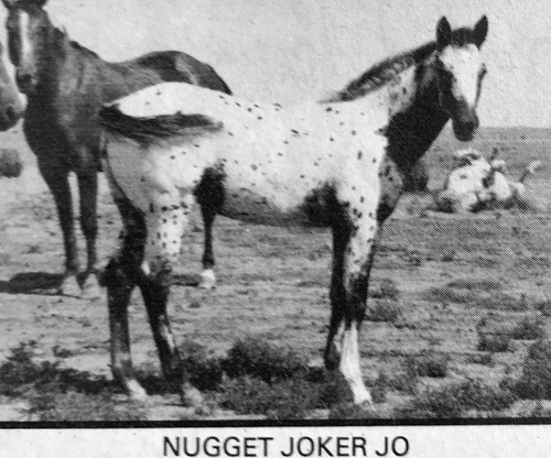 nugget joker jo