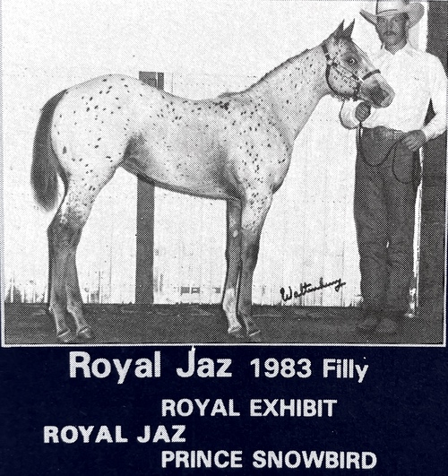 royal jaz