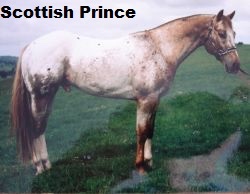 scottishprince