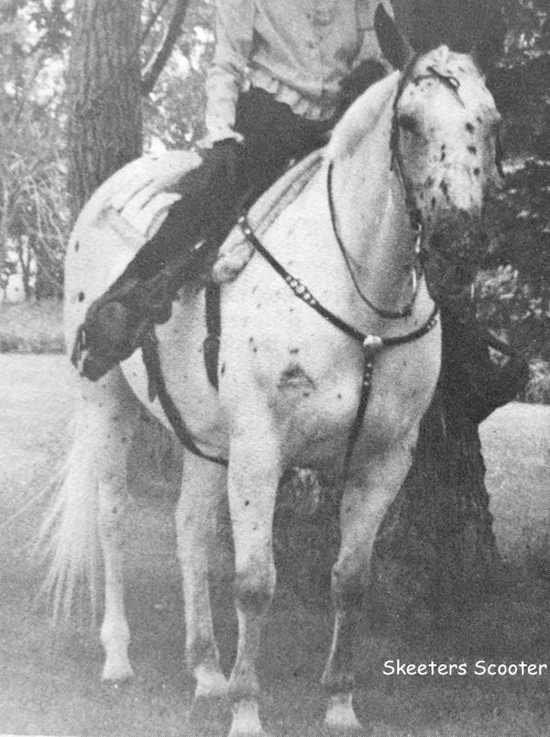 skeeters scooter