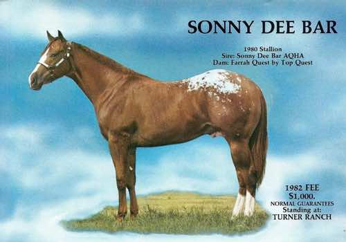 sonnydeebar