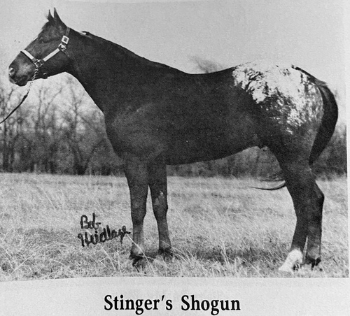 stingers shogun