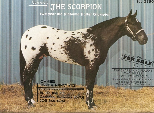 thescorpion