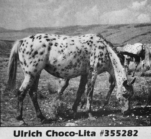 ulrich choco lita