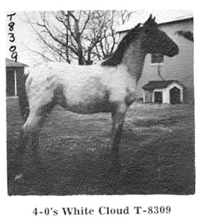 40swhitecloud8309