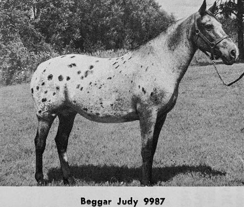 beggar judy