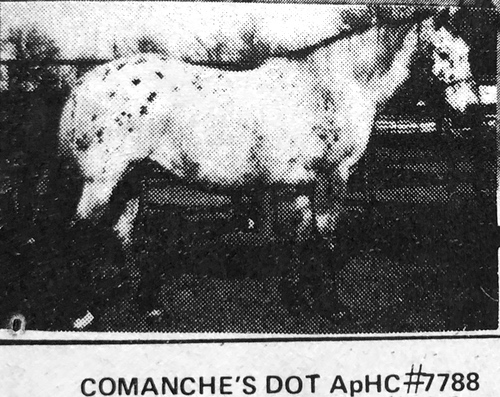 comanches dot