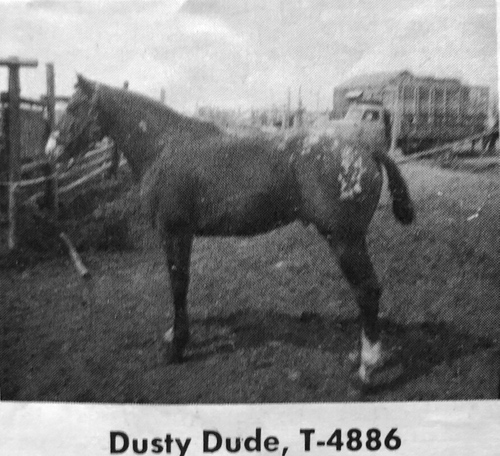 dusty dude