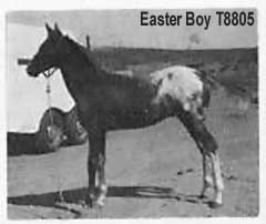 easterboy8805