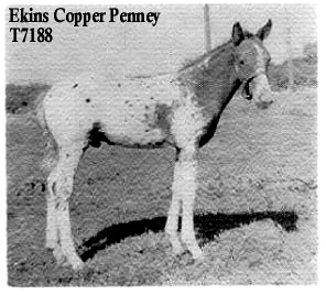 ekinscopperpenny7188