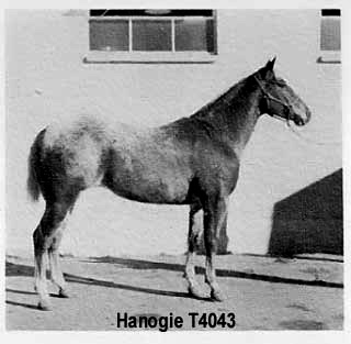 hanogiet4643