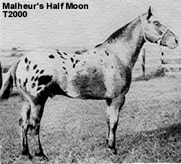 malheurshalfmoont2000c