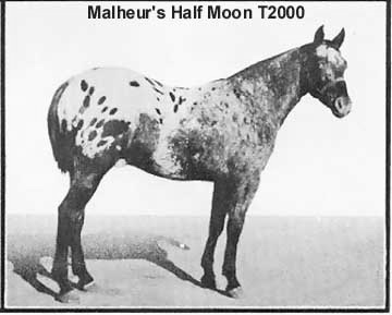 malheurshalfmoont2000d