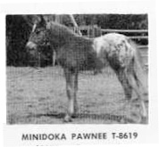 minidokapawnee8619