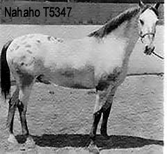 nahaho5347