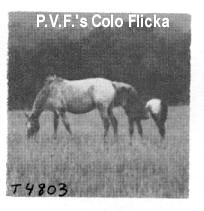 pvfscoloflickat4803