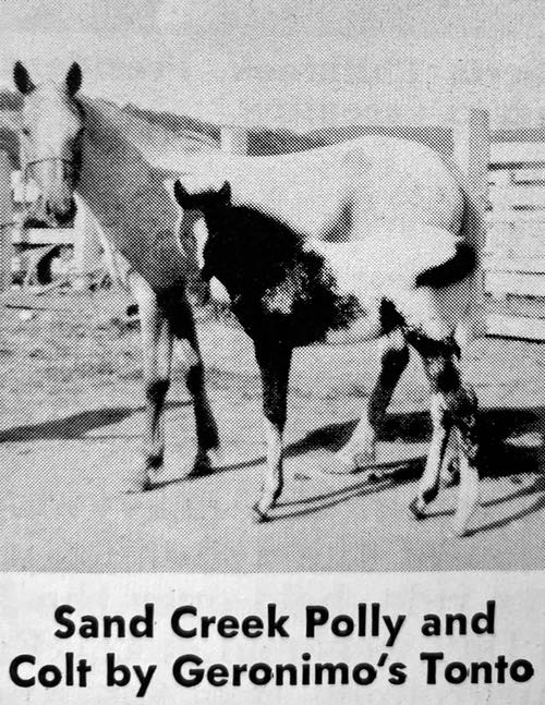 sand creek polly