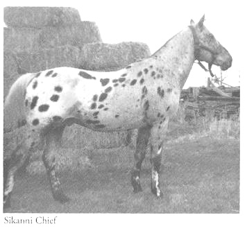 sikannichief7120