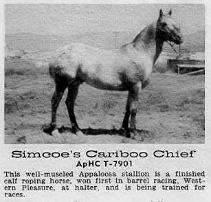 simcoescariboochief7901b