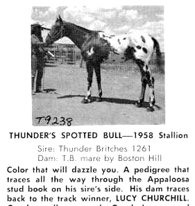 thundersspottedbull9238