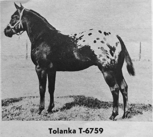 tolanka